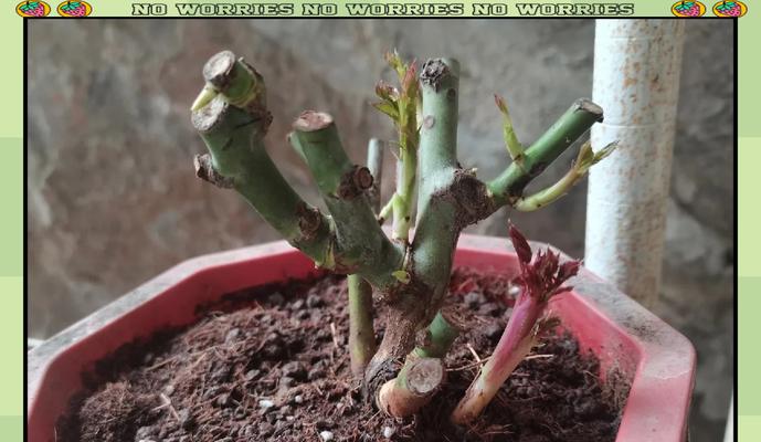 小树枝玫瑰花如何培养成大株？养护要点有哪些？