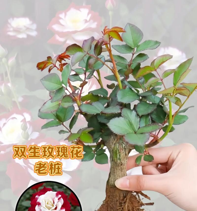 水培玫瑰花的养护方法是什么？