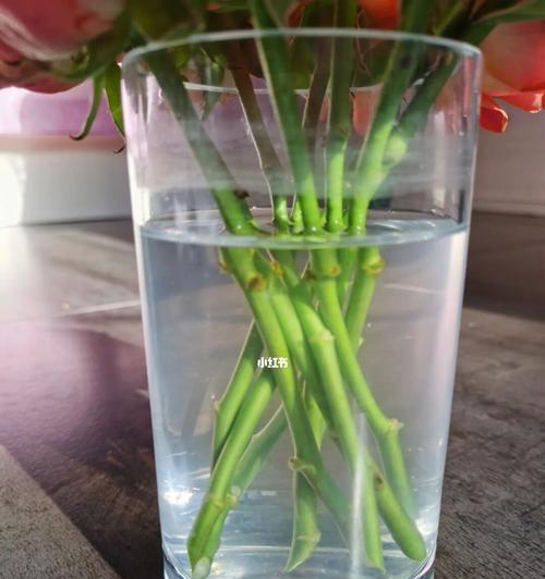 水培玫瑰花的养护方法是什么？