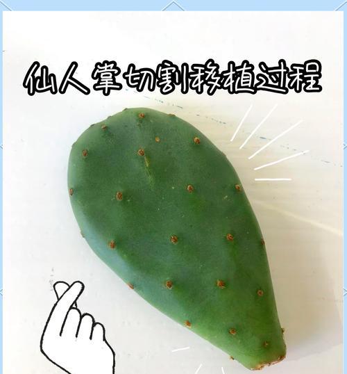 仙人掌带回家后如何正确种植？有哪些步骤需要遵循？