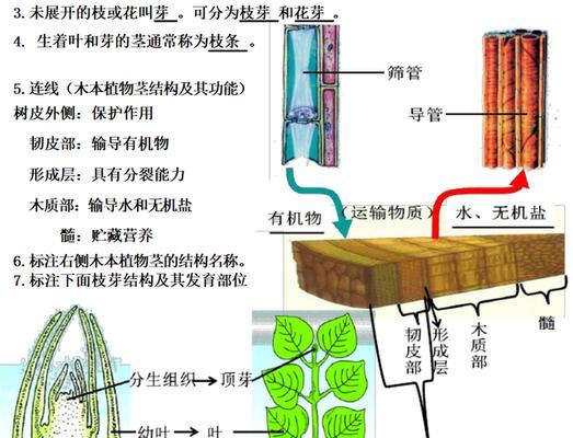 仙人掌枝条过高时修剪方法是什么？