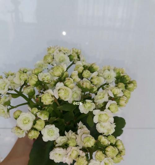 寿桃花束的养护方法是什么？如何延长花束寿命？