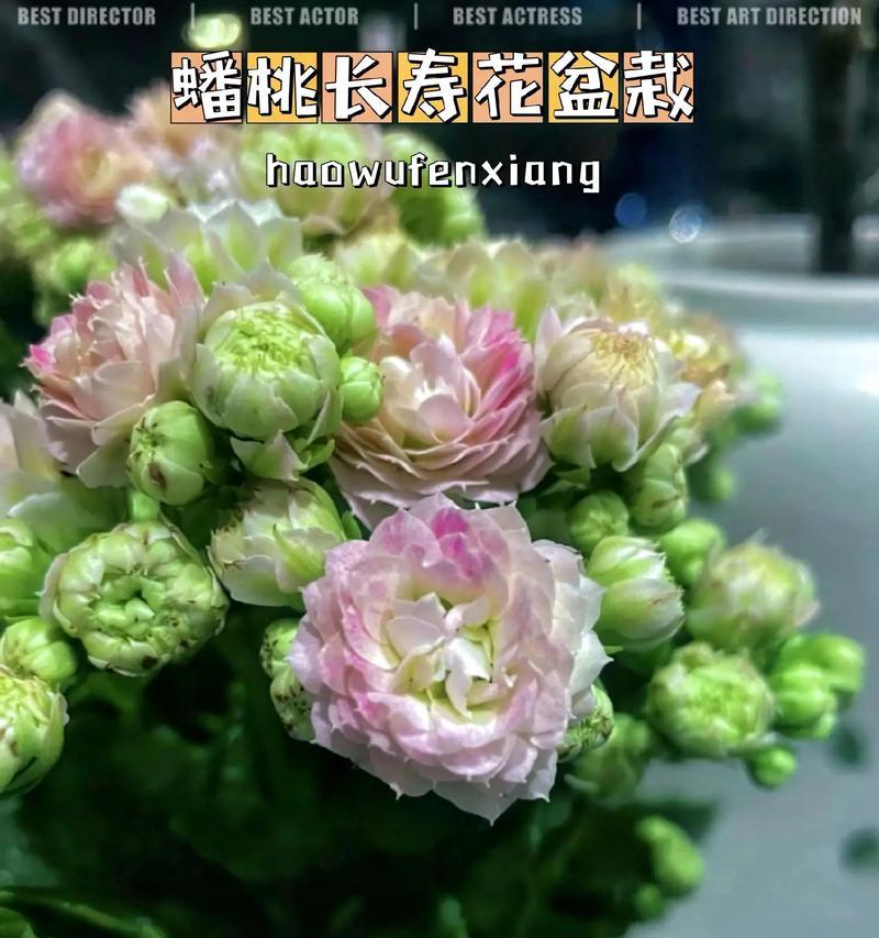 寿桃花束的养护方法是什么？如何延长花束寿命？