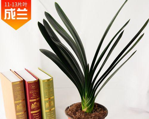 君子兰有十三片叶子通常需要养多久？