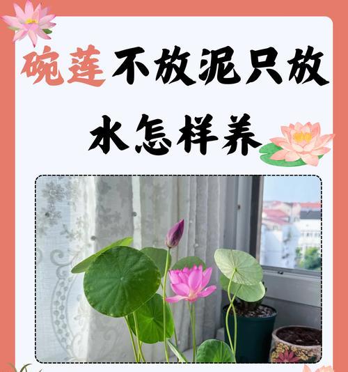 荷花仙人球换盆与养护技巧？