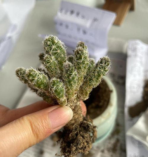 纯黄色仙人球品种名称是什么？