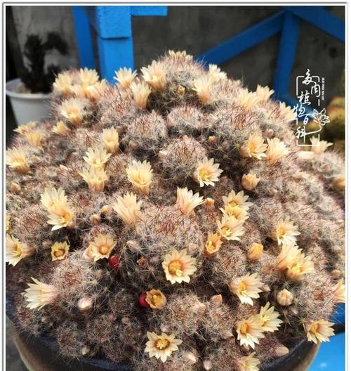海鲜球仙人球怎么繁殖？有哪些方法和步骤？