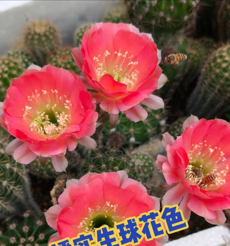 海鲜球仙人球怎么繁殖？有哪些方法和步骤？