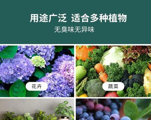 君子兰不开花的原因及解决方法是什么？
