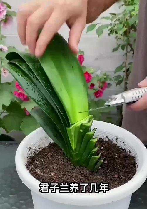 君子兰不开花的原因及解决方法是什么？