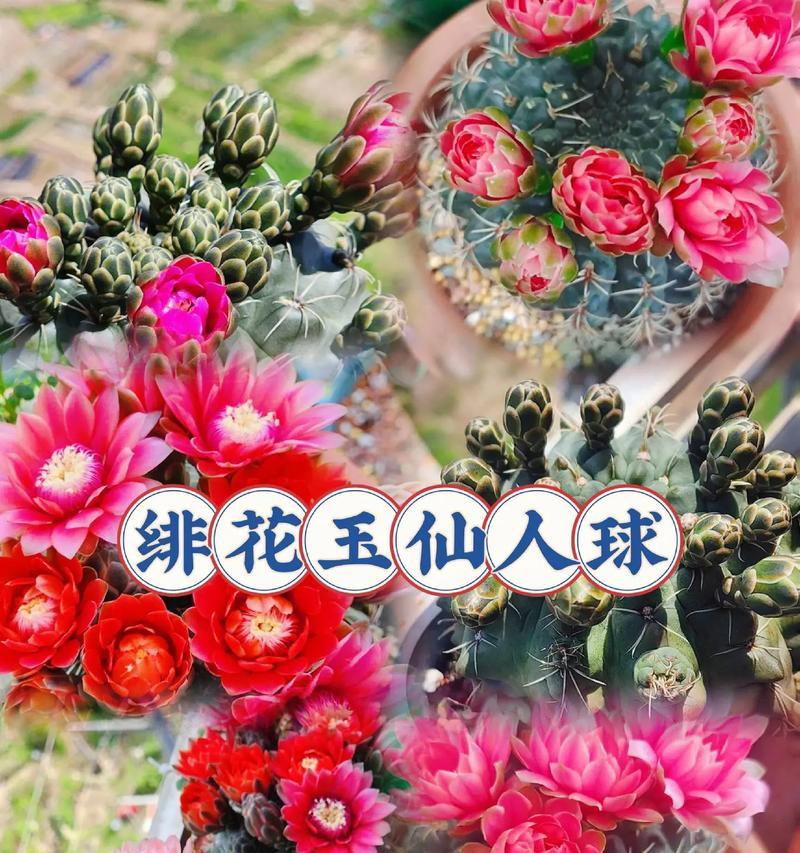 老桩仙人球为何会开花？开花前的养护要点是什么？