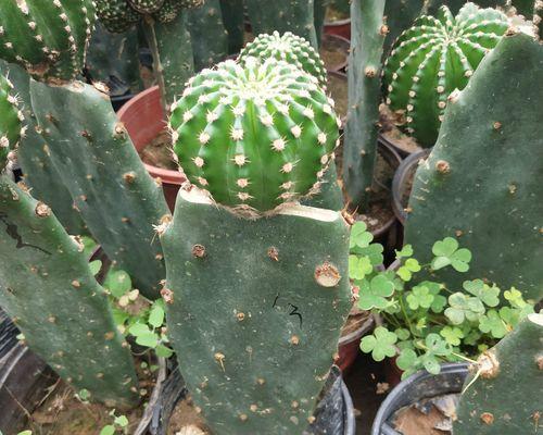 老桩仙人球为何会开花？开花前的养护要点是什么？
