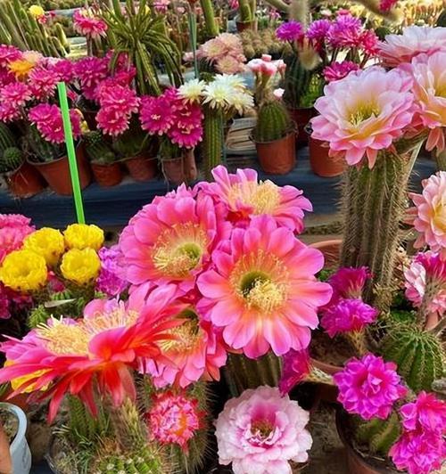 老桩仙人球为何会开花？开花前的养护要点是什么？