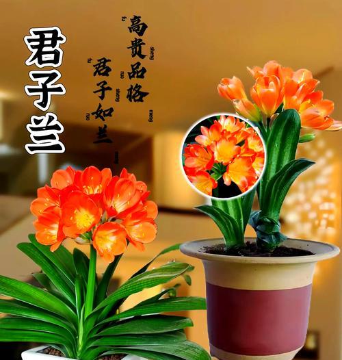 君子兰中的圆柱座机品种有何特点？如何识别？