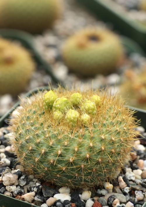 小仙人掌球子种植需要注意什么？