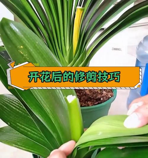 君子兰短圆苗的养护方法是什么？如何使其健康成长？