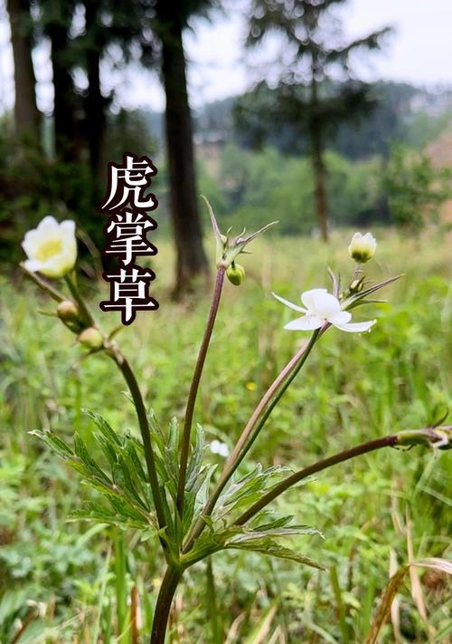 仙人掌老虎鸡的养殖方法是什么？需要注意哪些问题？