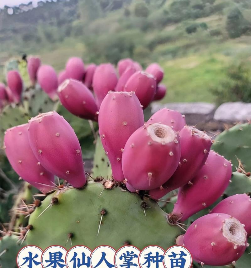 仙人掌老虎鸡的养殖方法是什么？需要注意哪些问题？