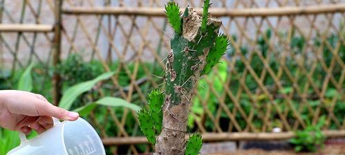 仙人掌老虎鸡的养殖方法是什么？需要注意哪些问题？