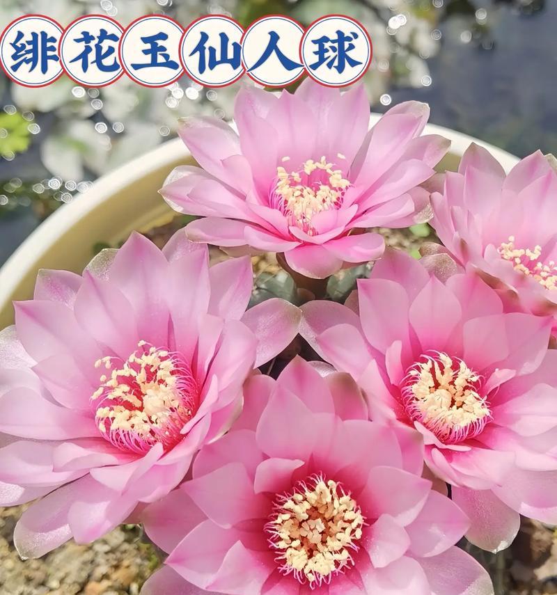 个性仙人球盆栽的养护要点是什么？