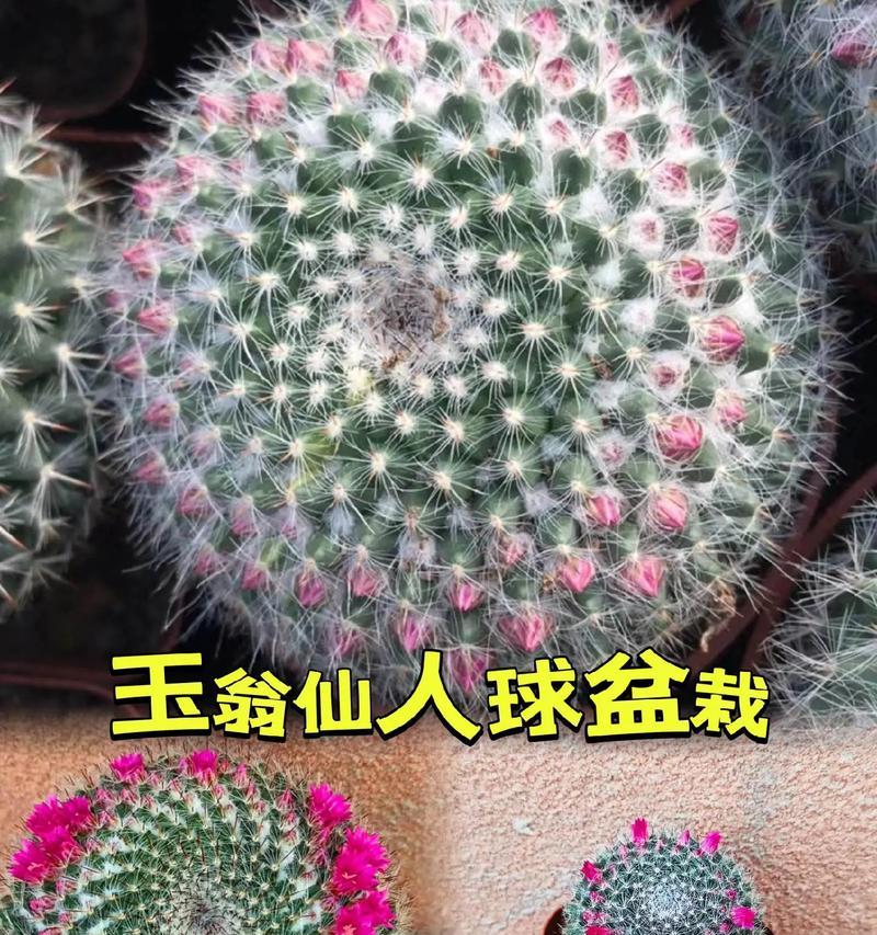 最适合种仙人球的盆景类型是什么？