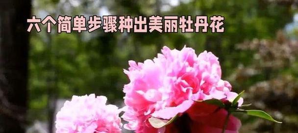 牡丹花春季种植方法是什么？