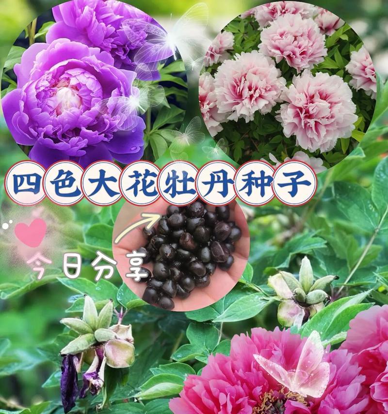 牡丹花春季种植方法是什么？
