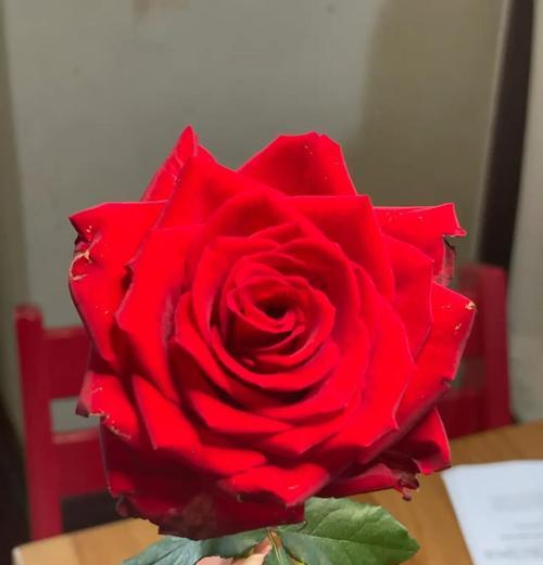 哪一种玫瑰花品种口碑最好？如何挑选和养护？
