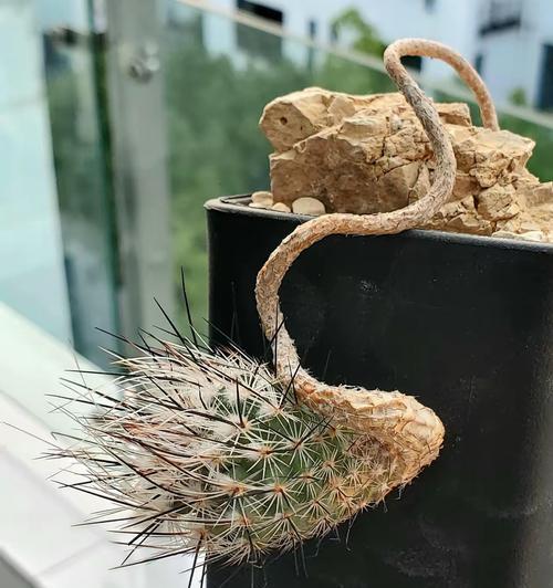 防止仙人球花盆漏土的有效方法是什么？
