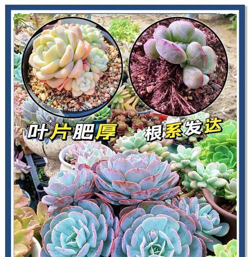 防止仙人球花盆漏土的有效方法是什么？