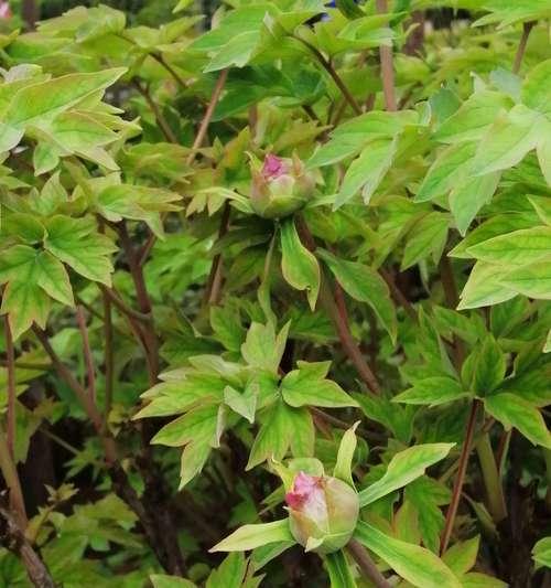 牡丹花水培快速开花的方法是什么？如何操作？