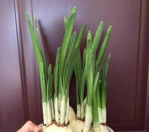 牡丹花水培快速开花的方法是什么？如何操作？