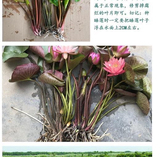 牡丹花水培快速开花的方法是什么？如何操作？
