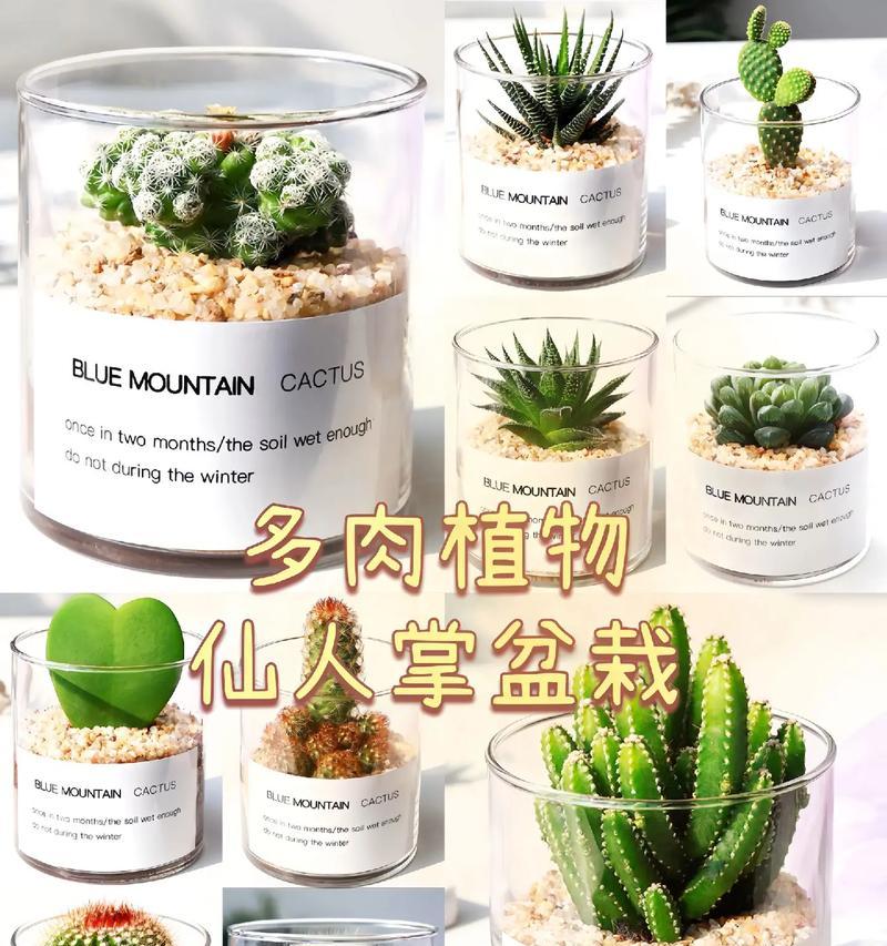 仙人掌与盆栽搭配的养护技巧是什么？