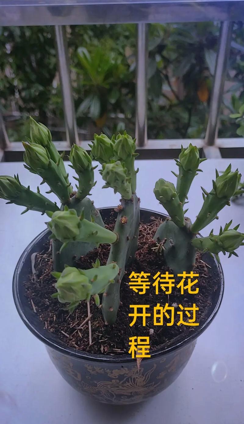 白仙人掌如何养得既美观又易管理？
