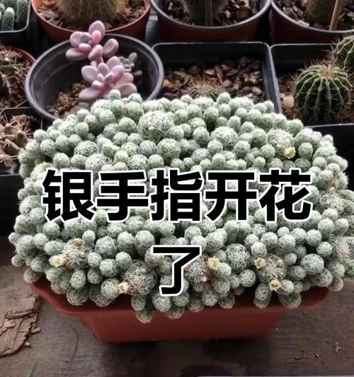 银麒麟仙人球的养殖技巧是什么？