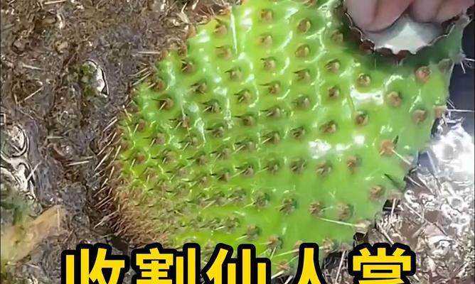 家养可食用仙人掌的修剪方法是什么？
