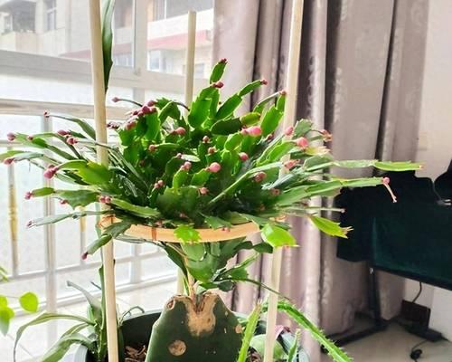 家养可食用仙人掌的修剪方法是什么？