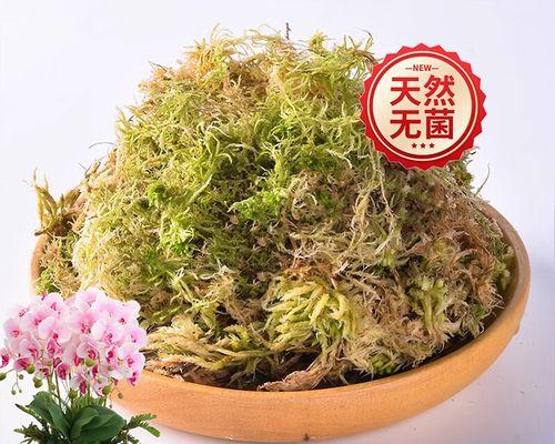 小君子兰可以用苔藓养吗？正确的养护步骤是什么？