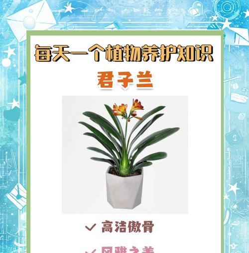 君子兰为何不卖快开花的？市场上的需求如何？