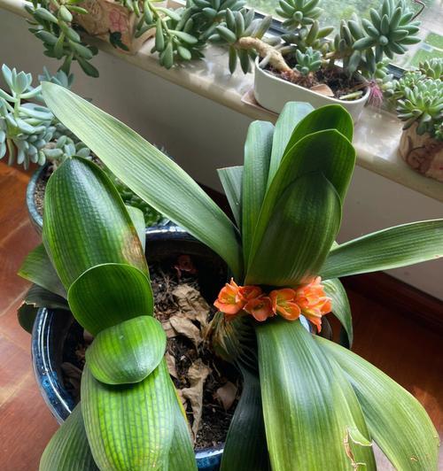 君子兰为何不卖快开花的？市场上的需求如何？