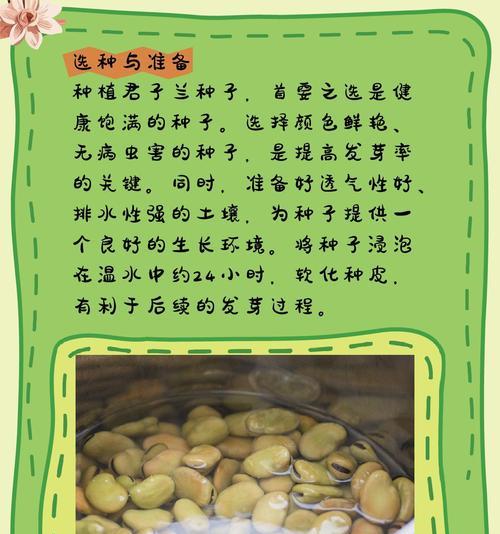 君子兰种植哪家强？如何选择最佳的养护方法？