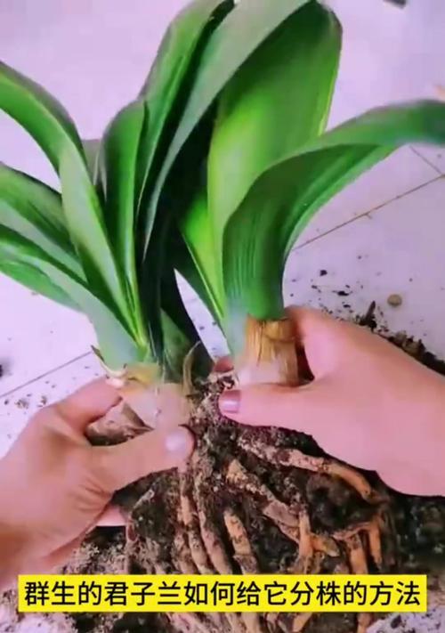 君子兰种植哪家强？如何选择最佳的养护方法？