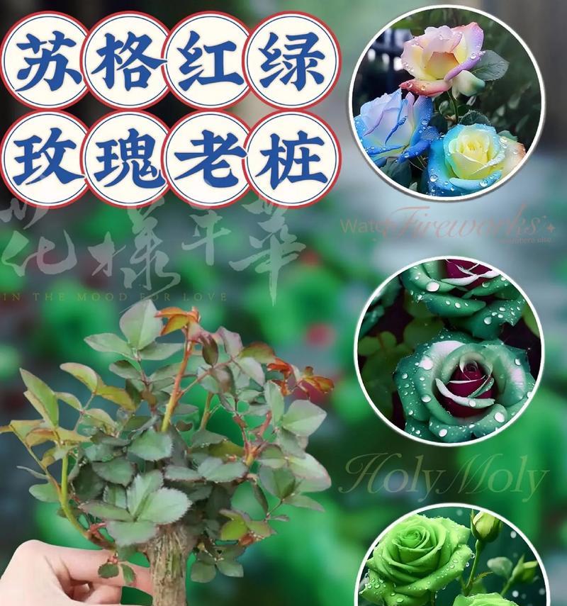 玫瑰花蕊的颜色有哪些变化？代表了什么？