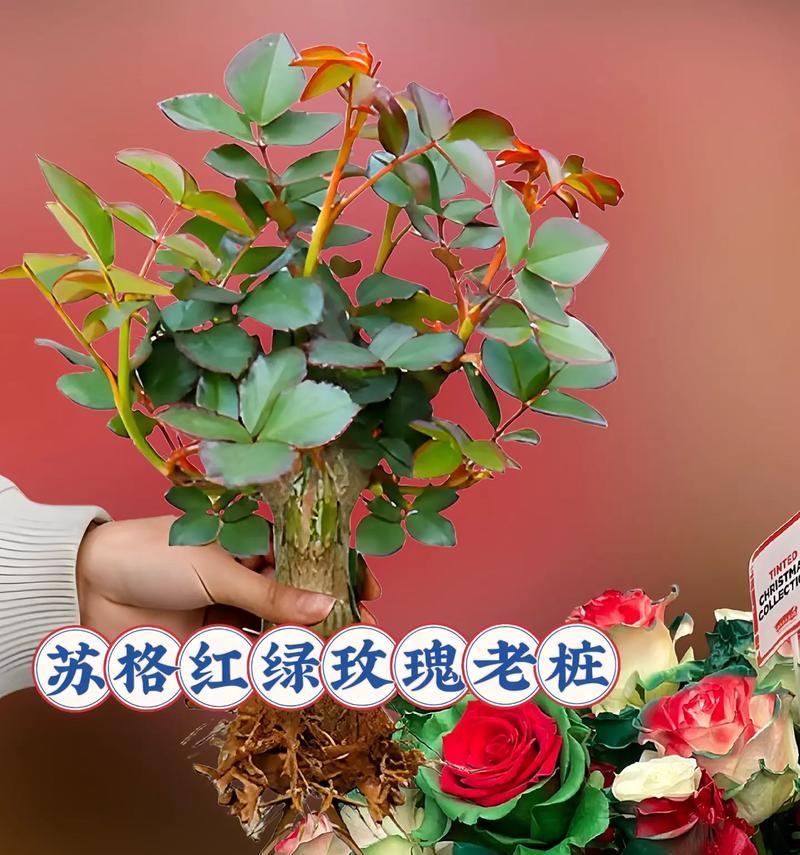 玫瑰花蕊的颜色有哪些变化？代表了什么？
