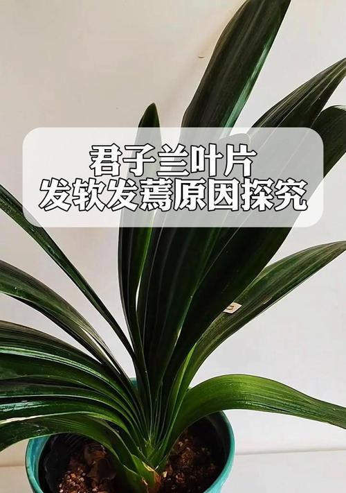 君子兰浇水盆底不出水的原因是什么？