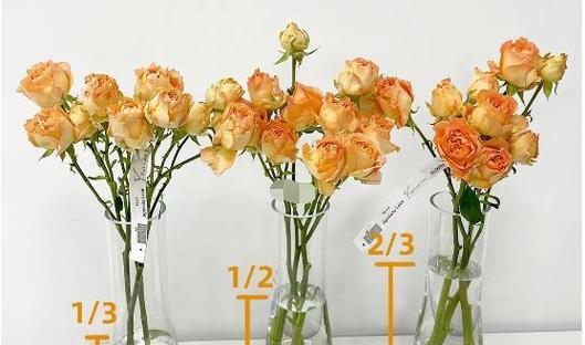 玫瑰花水繁殖的方法是什么？需要注意哪些事项？