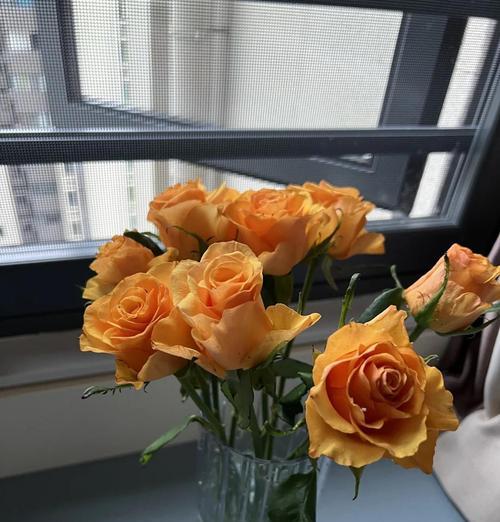 玉脂多头玫瑰花的养护技巧是什么？如何延长花期？
