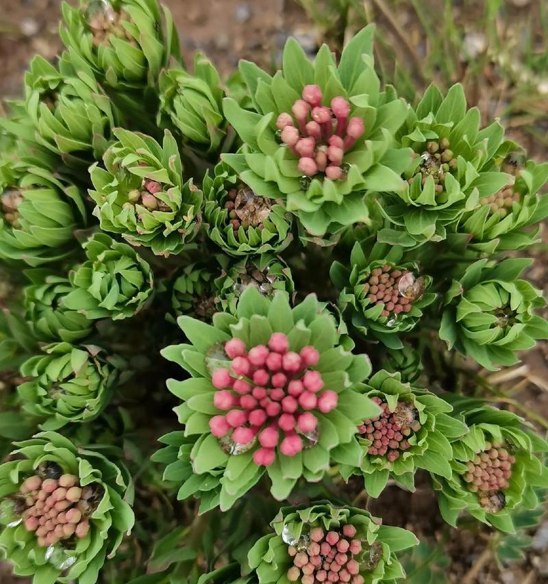 花语代表危险的树木是哪种花？