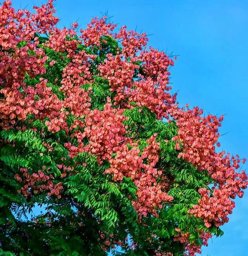 花语代表危险的树木是哪种花？